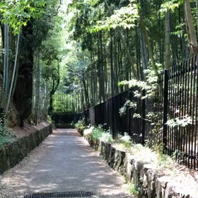 神秘的な緑の画像