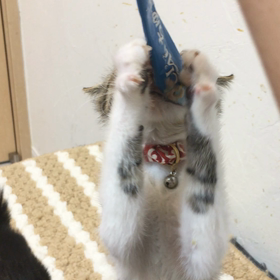 キーくんとチュールの画像