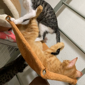 やめて！！の画像