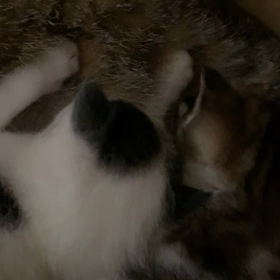 聞こえるかな？？？の画像