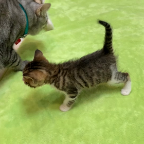 はじめての・・の画像