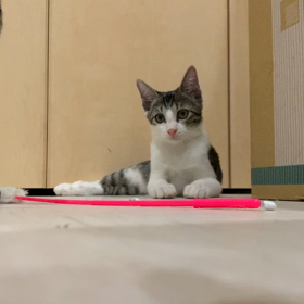 猫目線の画像