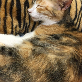 今日は猫の日の画像