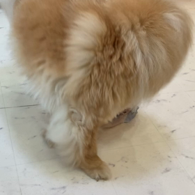 遊びながら学ぶ犬社会 。の画像