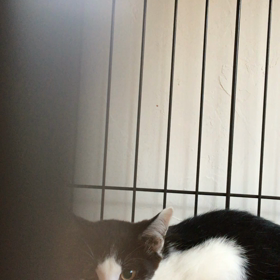 声の画像