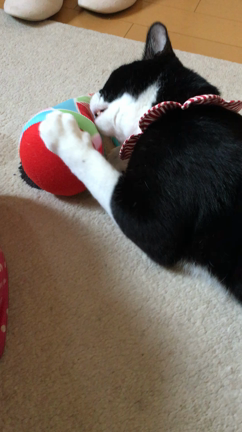 6猫とメリークリスマスの記事動画