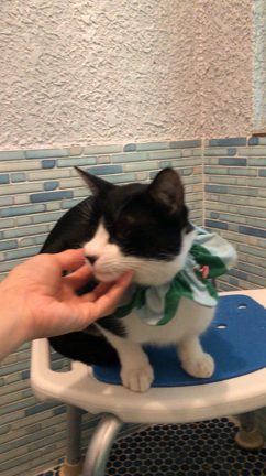 軽井沢の山に捨てられた猫2の記事動画