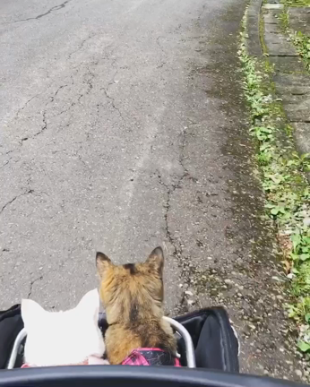 バギー散歩が大好きなねこの記事動画