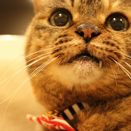 アメショっぽい保護子猫ちゃんのこと✨（里親さん募集中）の記事動画