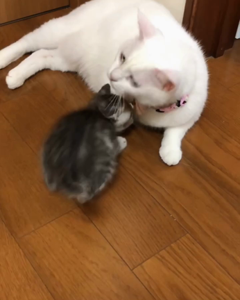 子猫を抱きしめる白猫コトの記事動画
