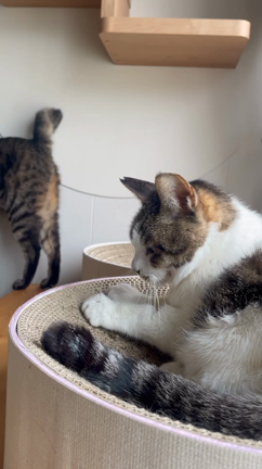 まさかのがんの転移。。の記事動画