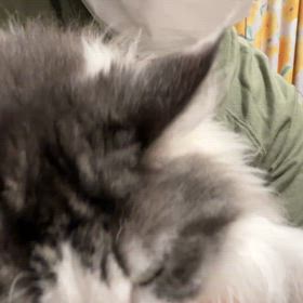 お誕生日ですの画像