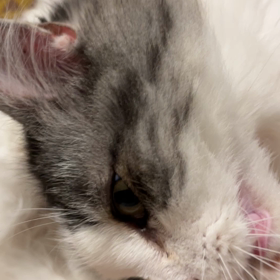 あわわの画像