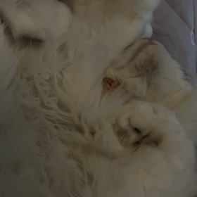 おやすみなさいの画像
