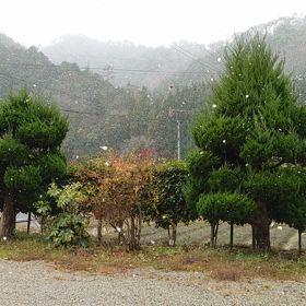 初雪❄の画像