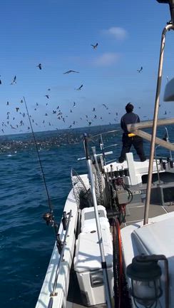 鰤ナブラの記事動画