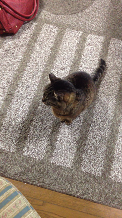 昼も夜も泣き過ぎて…の記事動画