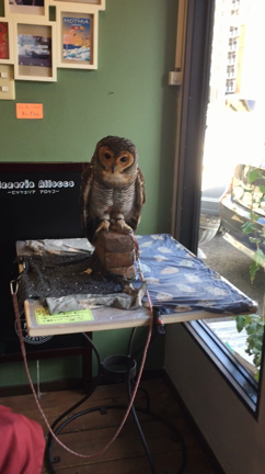 フクロウがいるピザ屋さん♪の記事動画