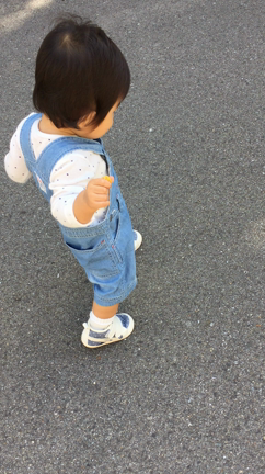 お散歩の記事動画