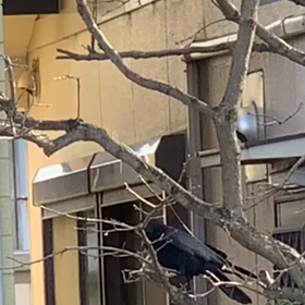 からーすの画像