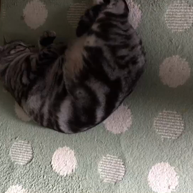 ごろにゃん、ちょっと太り過ぎの画像