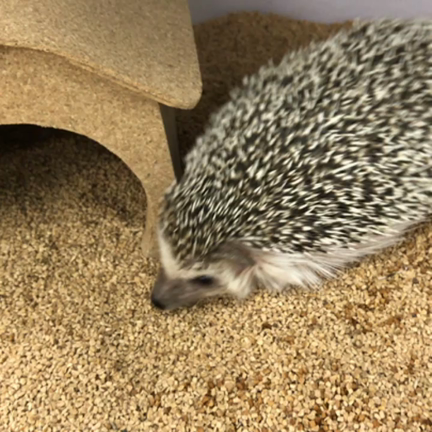 さよならコートの記事動画