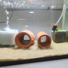 めだか水槽の画像
