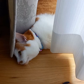 ひニャたぼっこの画像