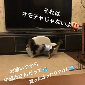 ランチ＆ナオト術後１ヶ月検診の画像