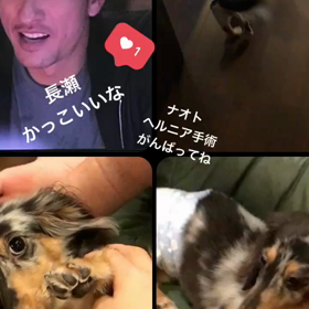 ナオト 犬 椎間板ヘルニアの画像