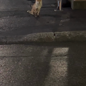 Wild Foxｯ！(((o(♡´▽`♡)o)))〜動物編 part②〜の画像