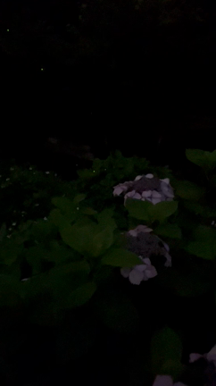 椿山荘の記事動画