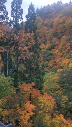 中津川地区は紅葉の見頃間近です‼️の記事動画