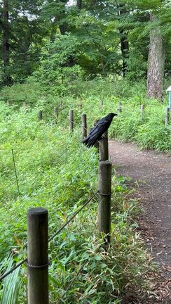 カラスに誘われの記事動画