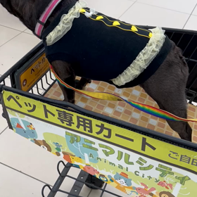 初のホームセンターへの画像