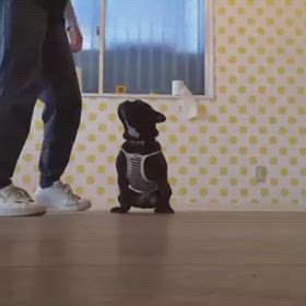ワンコお勉強の画像