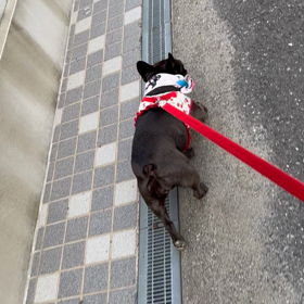 散歩の画像