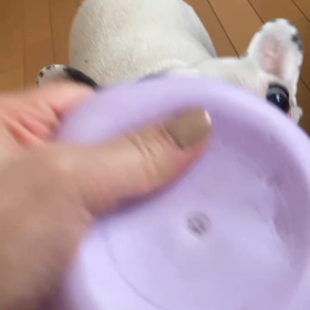 梅子ちゃんの画像