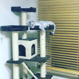 ペパー、にゃんこの名前？の画像