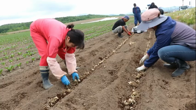 フラワーロードのユリ植えの記事動画