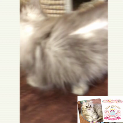 パパとデート♡の記事動画