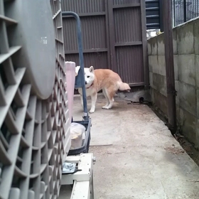 愛犬のハプニング動画の画像