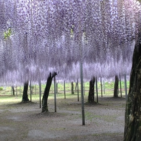 今日は植物学の日　パート2の画像