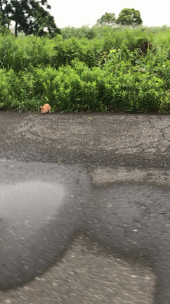 う、うさぎ？！の記事動画