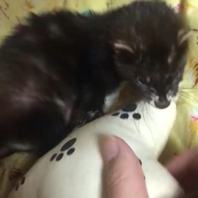 いたちとの生活♪成長日記の画像