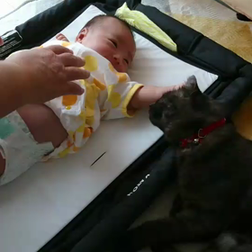 猫と暮らすの画像