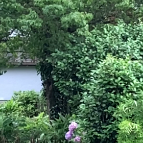 雨が降ったり、薄日が射したりの画像