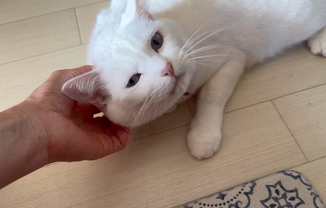 そらちゃん6月21日（日）参加ねこちゃんのご紹介 | 幕張 ねこの譲渡会