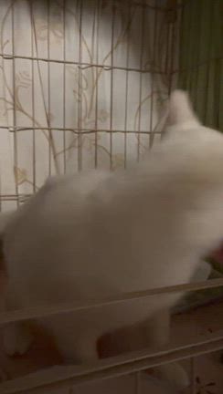 そらちゃん6月7日（日）参加ねこちゃんのご紹介 | 幕張 ねこの譲渡会