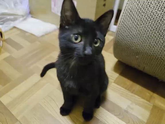 くろたんくん８月９日（日）参加ねこちゃんのご紹介の記事動画